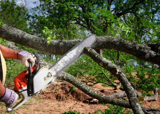 Morgantown, MS Tree Removal Company